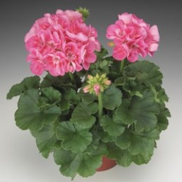 Classic Candy Rose with Blotch